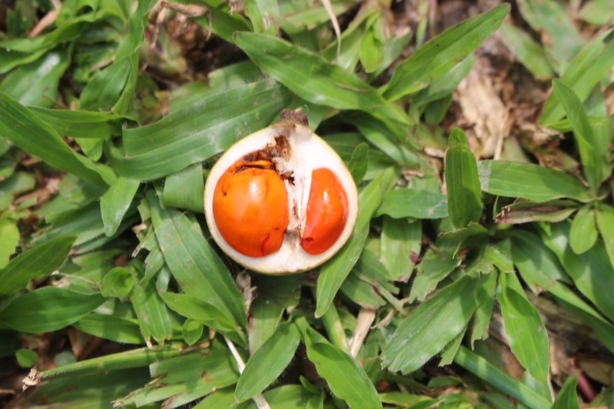 Aphanamixis polystachya (Wall.) R.Parker